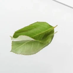 50"x 14" Mordern Full Body Wall Mirror - Black -Bed Frame Shop 86005504 2181 43c9 ab3b a0f042577acc